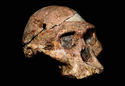 Figure 1: A recent study has put forward some important evidence of early human ancestors, in particular Australopithecus africanus (pictured), wielding tools in a human like fashion dating around 3 to 2-million years ago. 