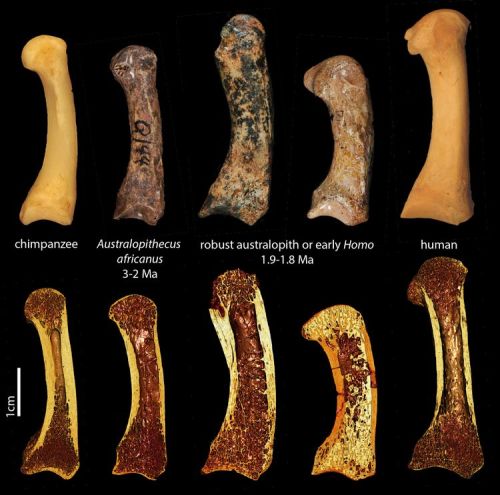 Top row: First metacarpals of the  various hominins.  Bottom row: 3-D renderings from the micro-CT scans showing a cross-section of the bone structure inside.
