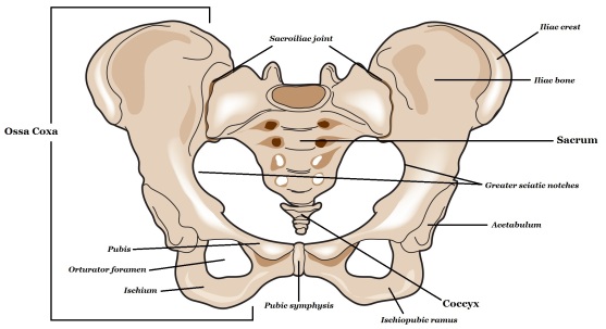 Figure 2: Basic annotated diagram of the pelvis.