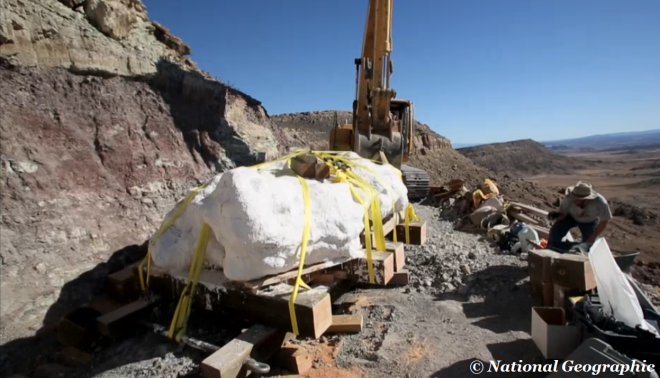 The nine-ton sandstone block revealed the skeletal remains of a 16ft-long adult, four juveniles and a baby Utahraptor which was approximately 3ft long from snout to tail.