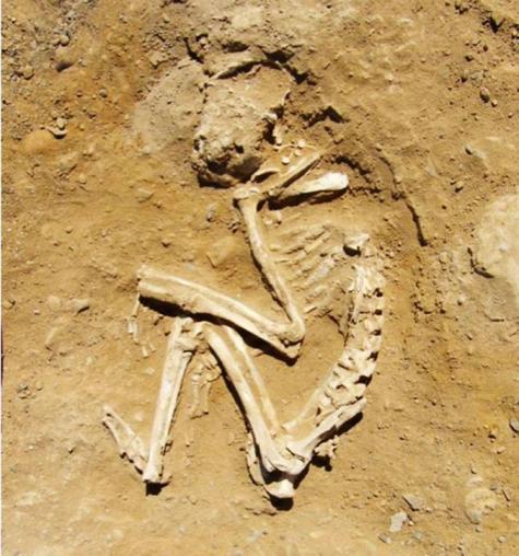 The skeletal remains of the pets, thought to have been buried more than five thousand years ago, revealed numerous broken bones and fractures, which points to them having received harsh beatings.  ©Renee Friedman